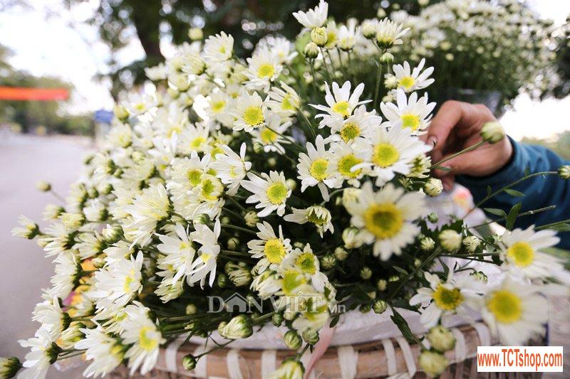 trang tinh khoi cuc hoa mi trong chom dong ha noi10 Khám phá những thiên đường mua sắm cuối năm tại Châu Á